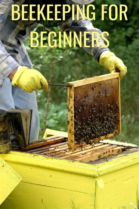 Beekeeping For Beginners in Philippines .